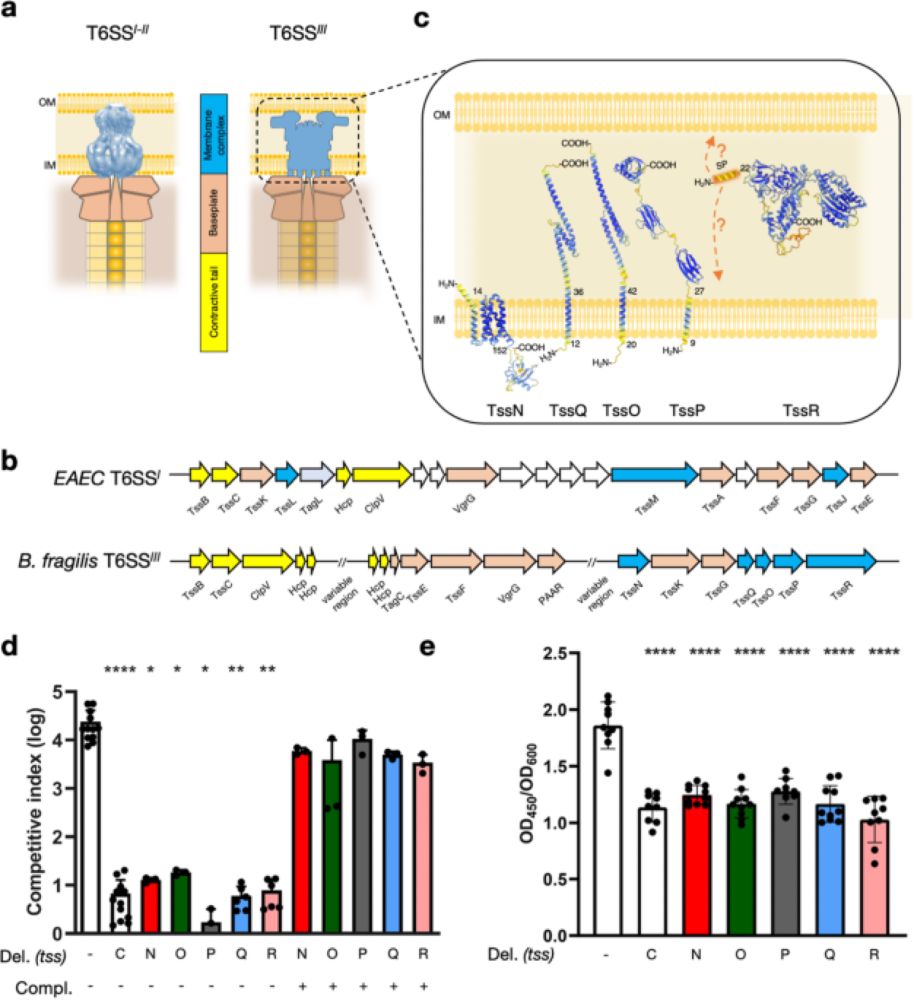 Assembly of a unique membrane complex in type VI secretion systems of Bacteroidota - Nature Communic...