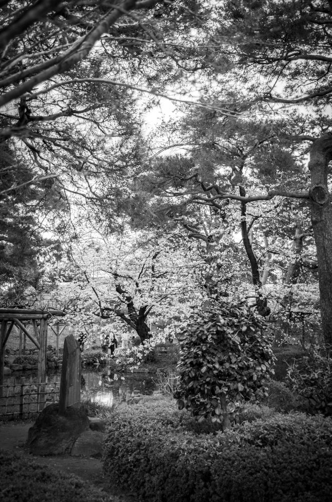 桜の花が咲く庭園（2025年4月6日撮影）