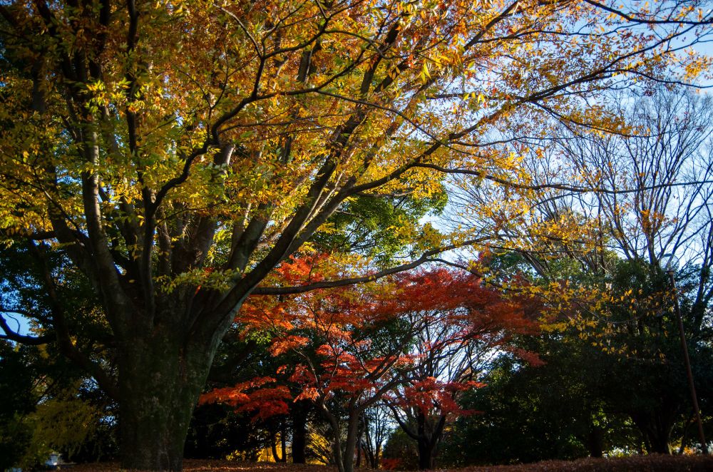 紅葉する木々