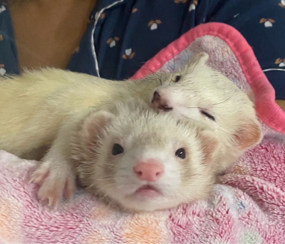two ferrets snuggling
