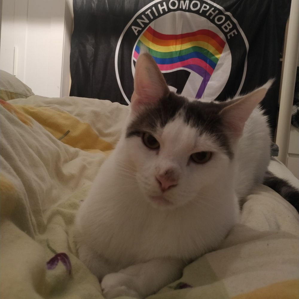 Eine Katze schaut in die Kamera, die Augen leicht geschlossen, sodass man es als "genervt" interpretieren kann. Dahinter eine Antifa-Flagge in Regenbogenfarben, zu sehen ein Teil des Schriftzugs "Antihomophobe"