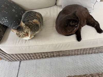 Two cats, a tabby and a black, sit on a wicker couch in a sun room.

One is mildly interested in the camera; the other ignores it with aplomb suitable to his station as Senior Cat.