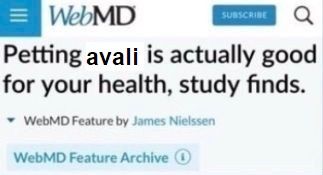 Article screenshot with the caption "Petting avali is actually good for your health, study finds."