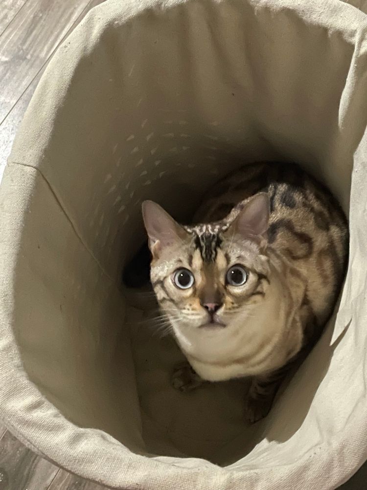 Photo of my Cat sitting in my laundry basket