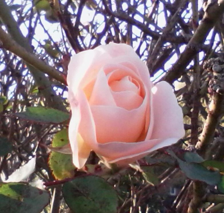 A small pale pink rose just beginning to open