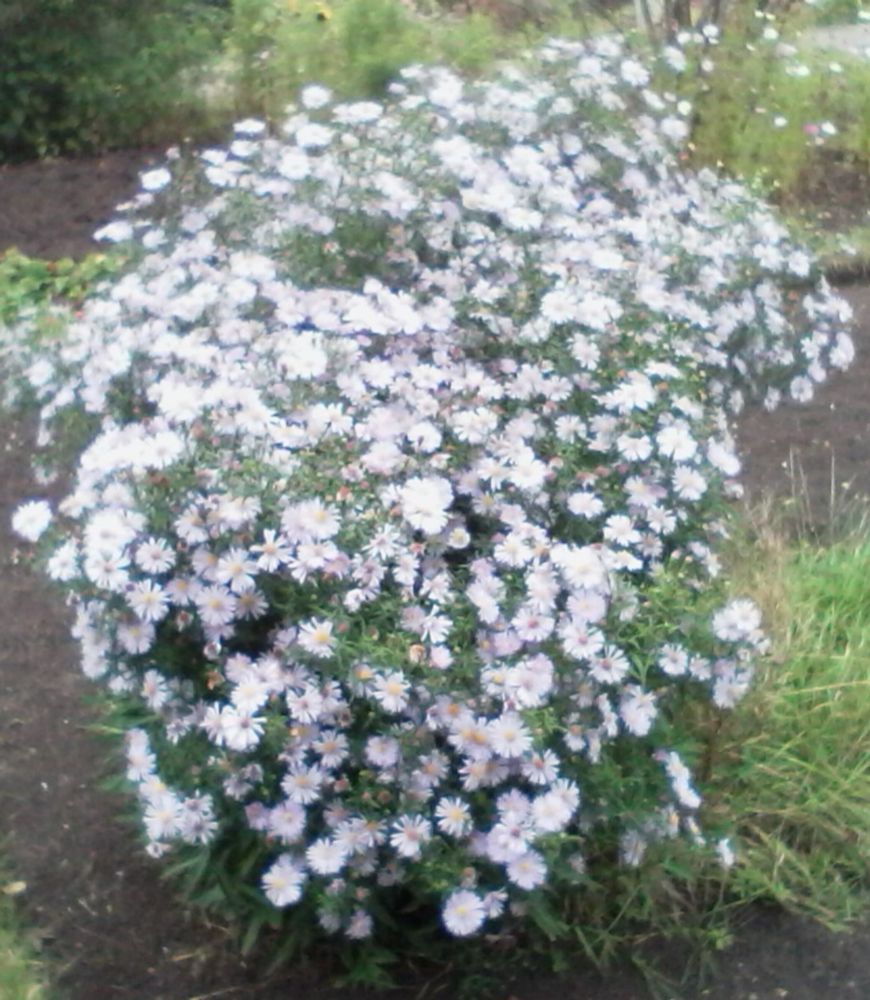 More asters