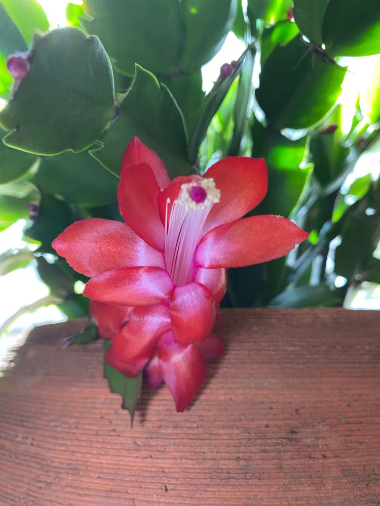 A flower with darker pink petals that fade to lighter pink inside. It’s frilly