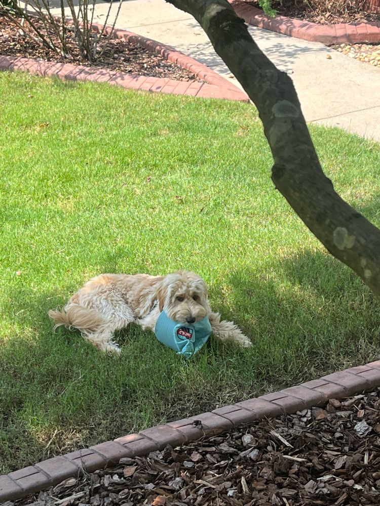 Dog in a yard with a KC Current baseball hat in its mouth. 