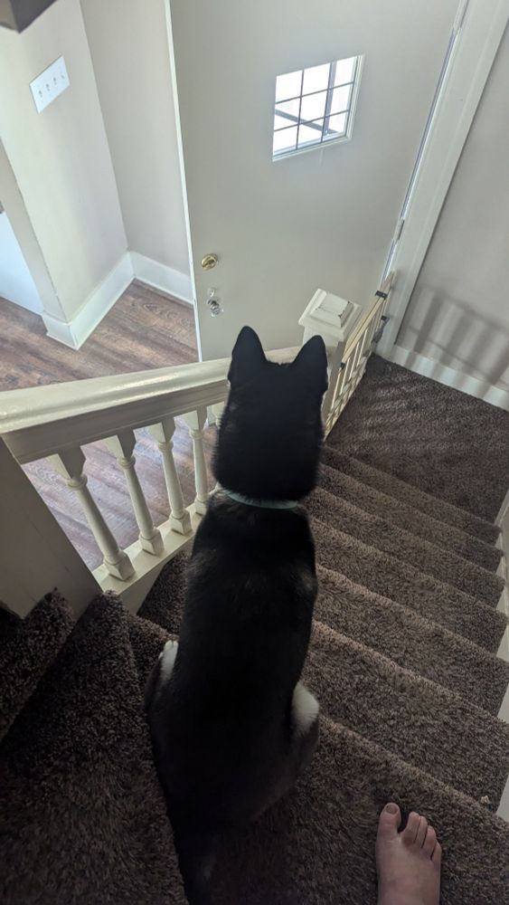 Blue, our husky, sits on the stairs, watching for threats from anyone who may enter the house who isn't a normal visitor. 