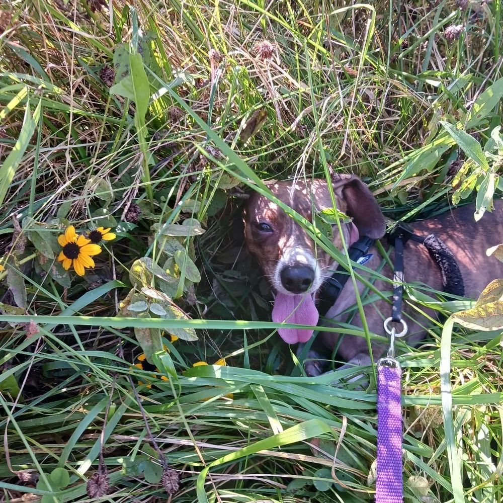 Small brown and white dog hidden in tall grass among wild flowers.