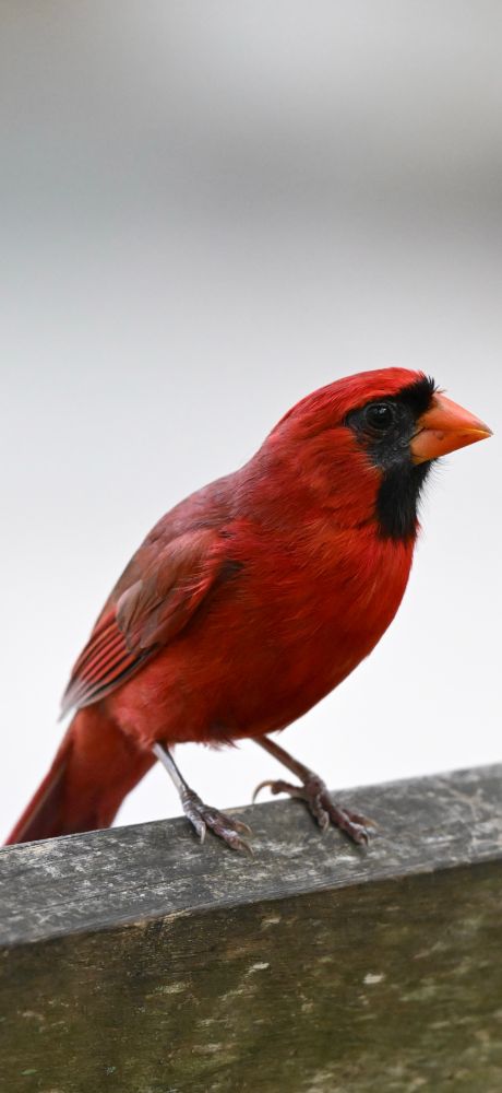 A red cardinal