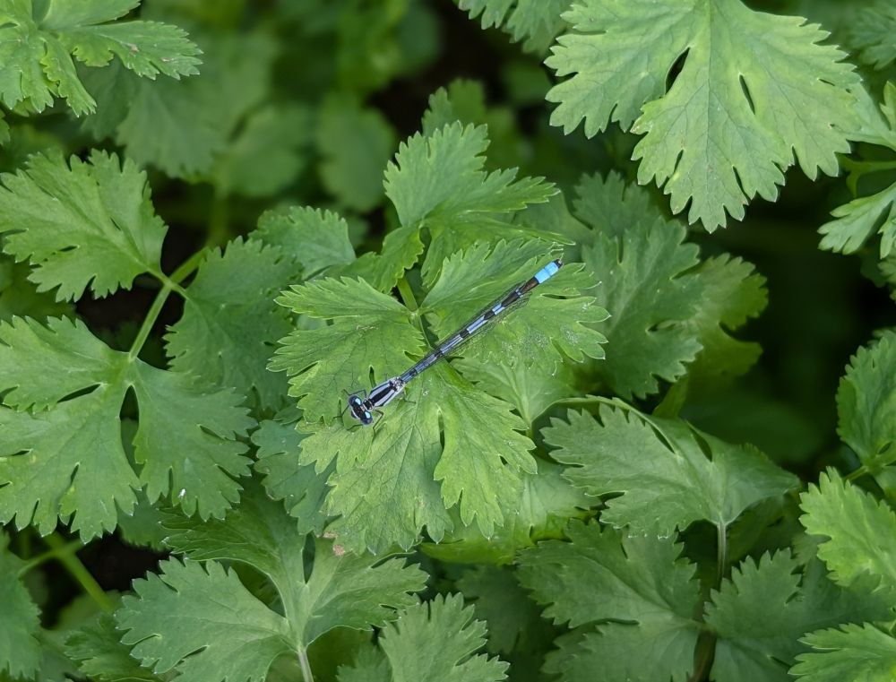 Common blue damselfly resting on a coriander leaf.