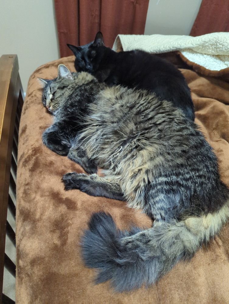 Two cats on a bed with a brown blanket. A large, dark gray tabby with medium length coat is lying in the "little spoon" position next to a slightly smaller, black, short hair cat in the "big spoon" position.