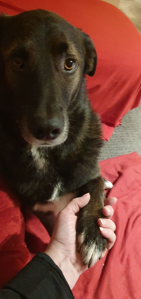 Dunkelbrauner Hund, dessen Pfote ich halte und der den typischen "Dackelblick" hat