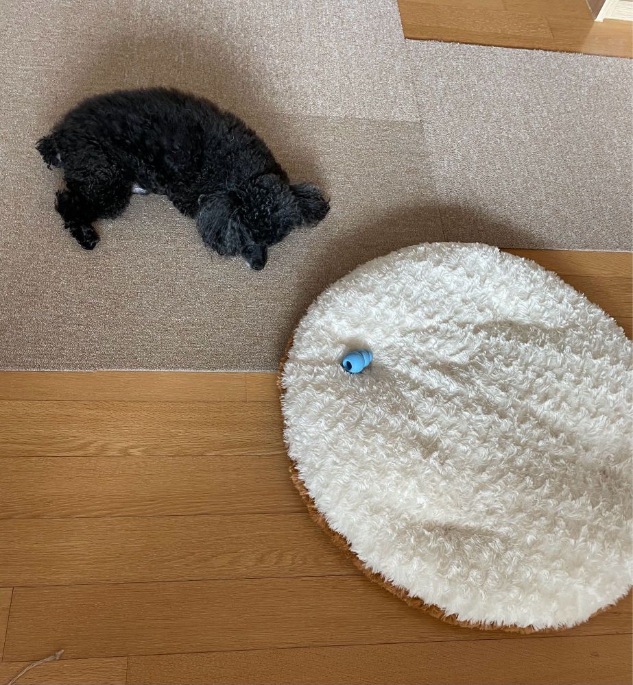 床に寝そべる犬