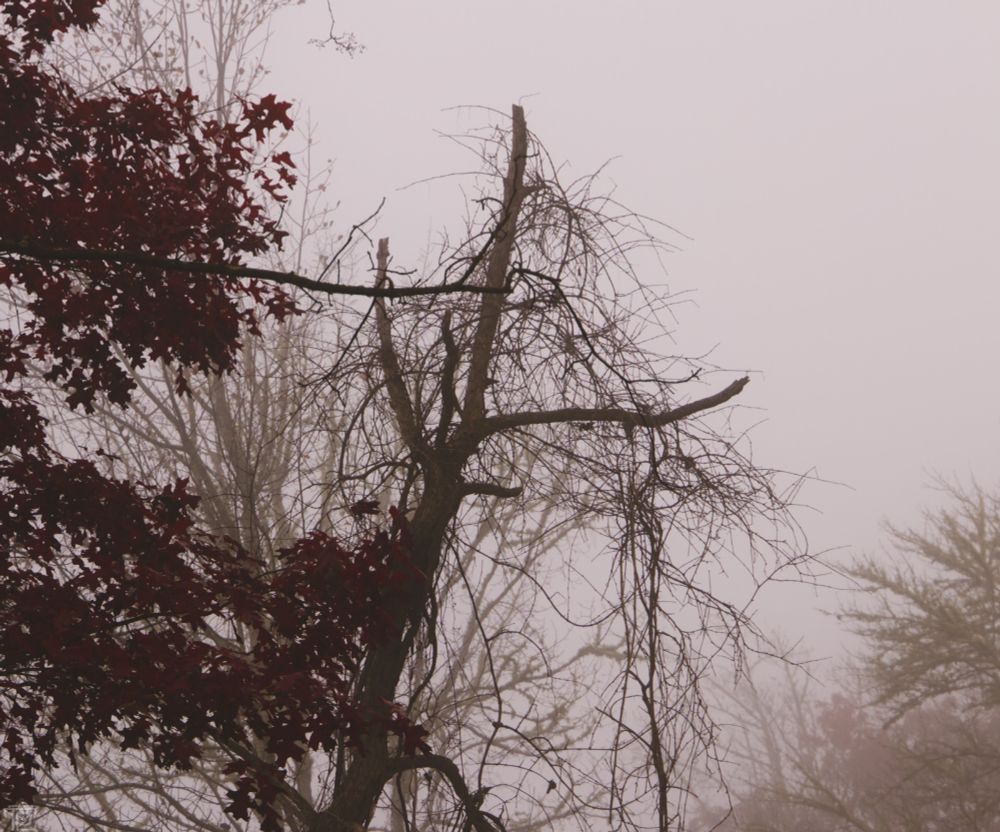 amongst the fog is a tall dead tree with a tangled nest of vines encasing it's branches.
