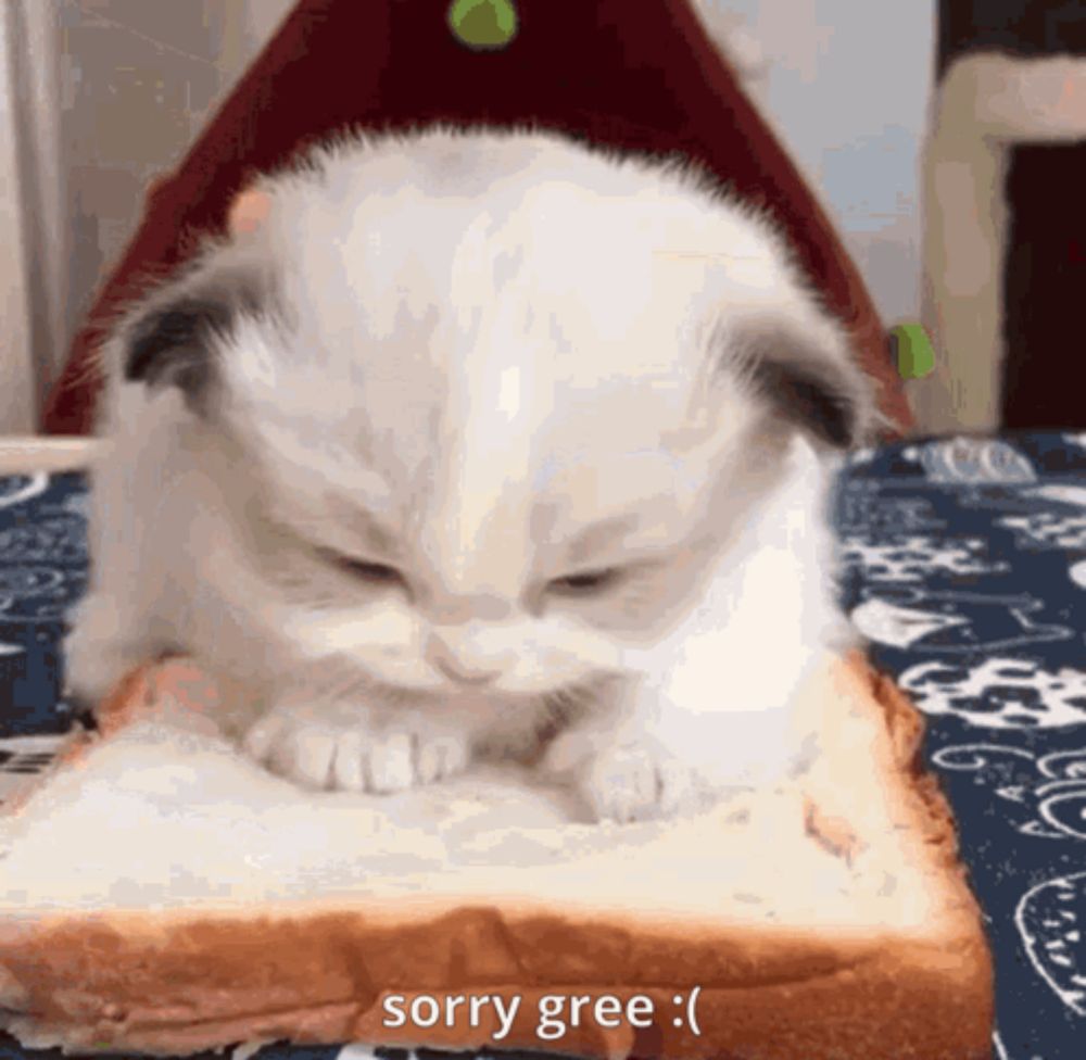 a white kitten is eating a piece of bread with a caption that says sorry gree .