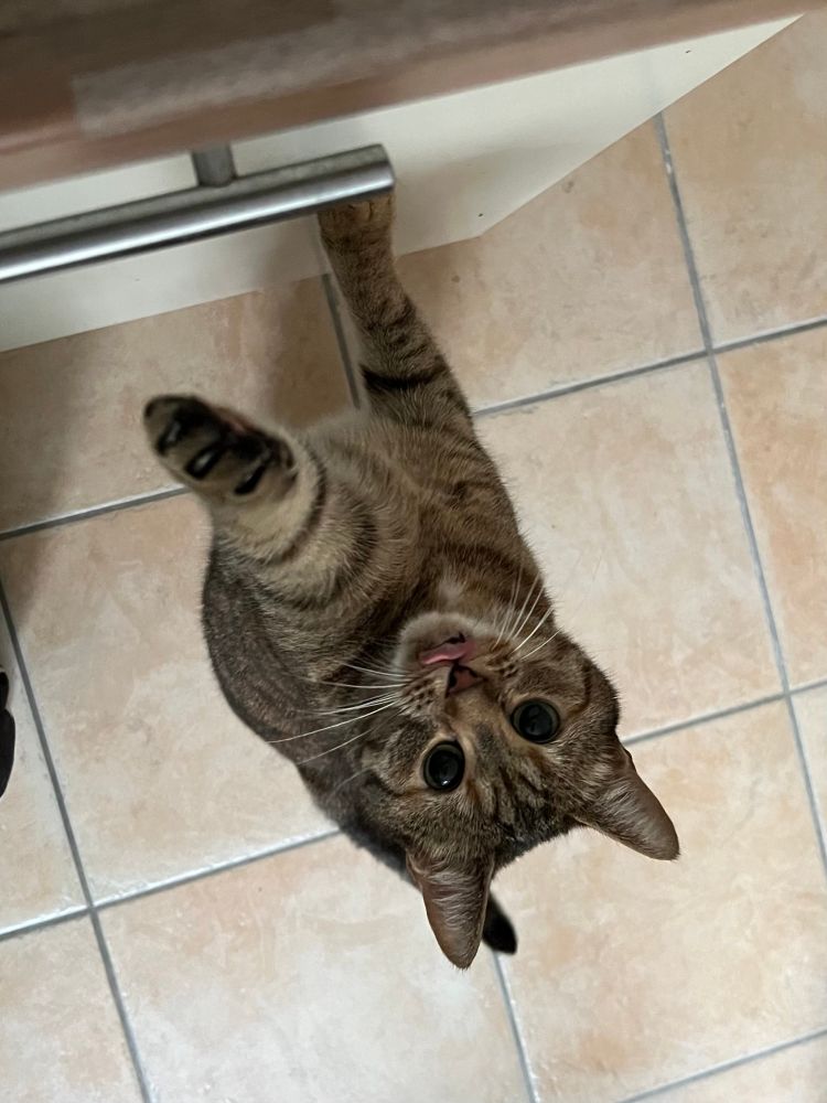 tabby cat standing on her hind legs reaching up to a kitchen counter. tongue is out and she is licking her lips