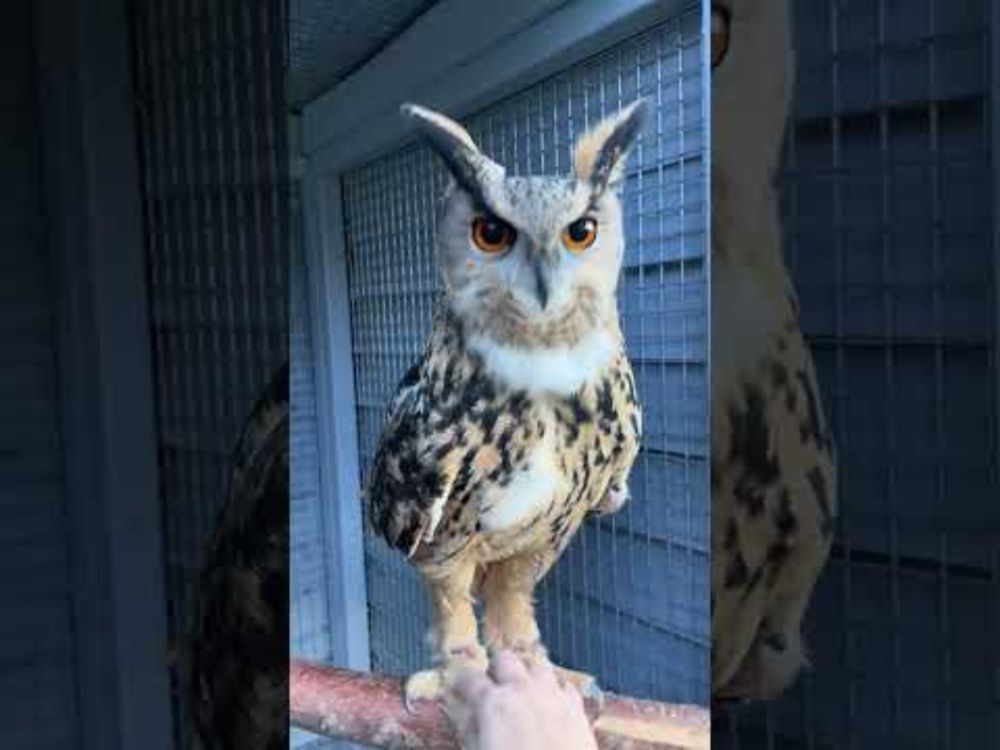 Tickling an Owl's Feet