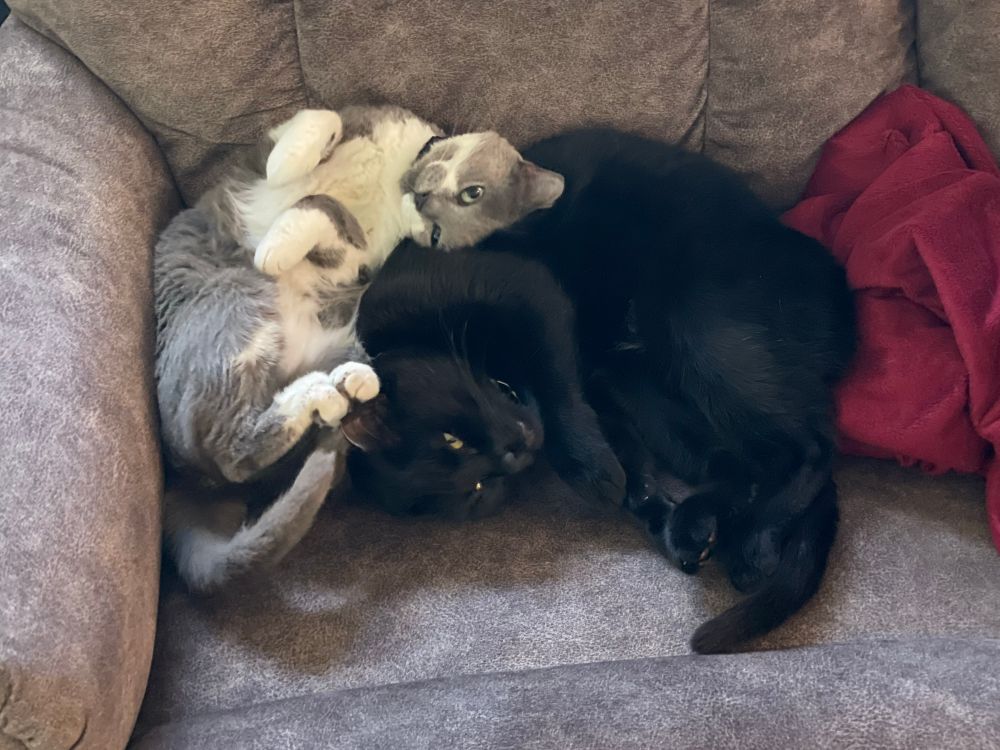 Two cats curled up on a sofa that looks different from the sofa you’ve seen before, because it is new and I haven’t posted in a long time. The black cat is roughly triangular shaped with all his feel in a point, and looking at the camera like “well, I was trying to sleep here.” The gray and white cat is curled up on her back, smashed into the corner between the black cat and the sofa arm with her head on the black cat and looking at the camera like “wut”?
