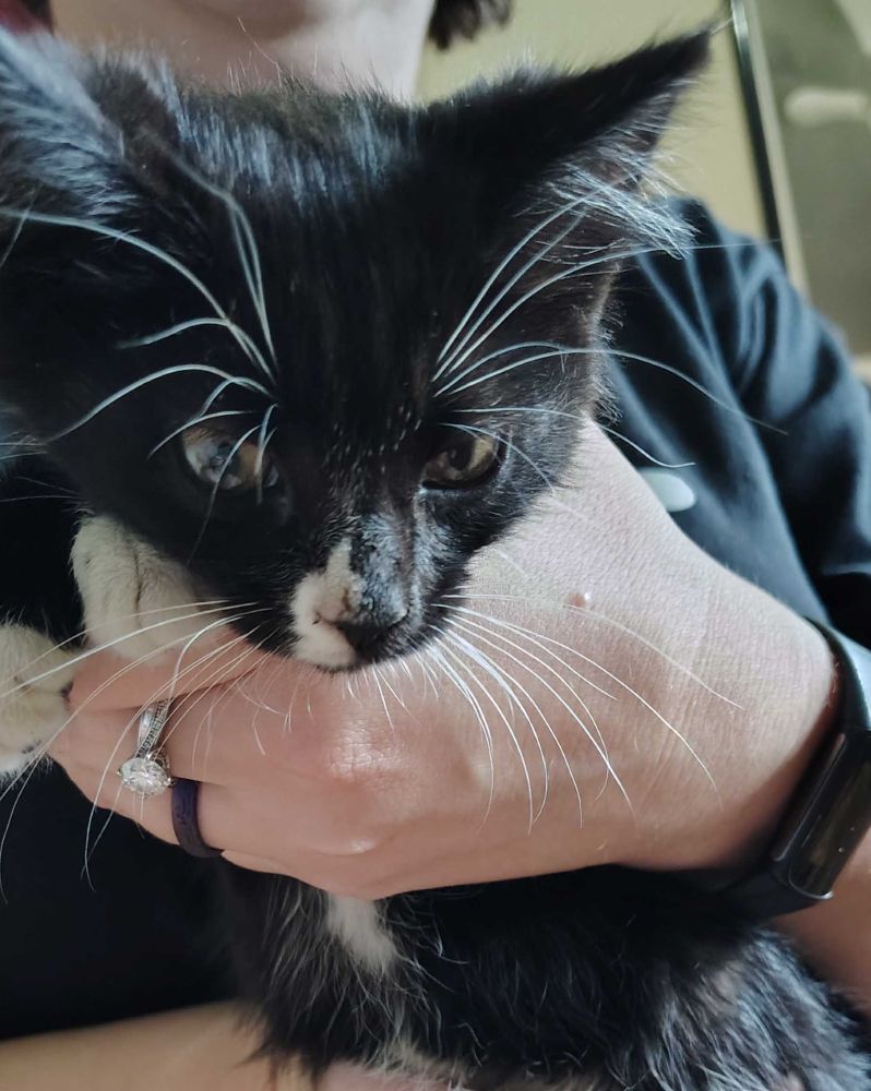 Squiggles, a girl, who was given the adoption name Mustang for always climbing up into my SO's - you guessed it - Mustang.