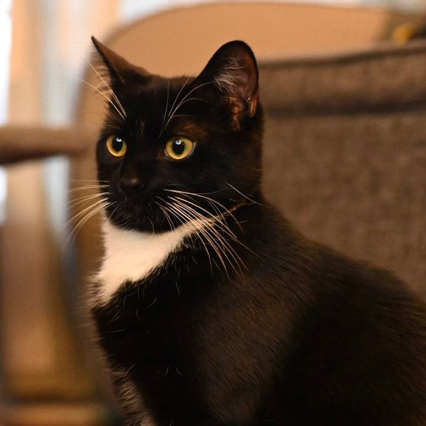 A small tuxedo cat