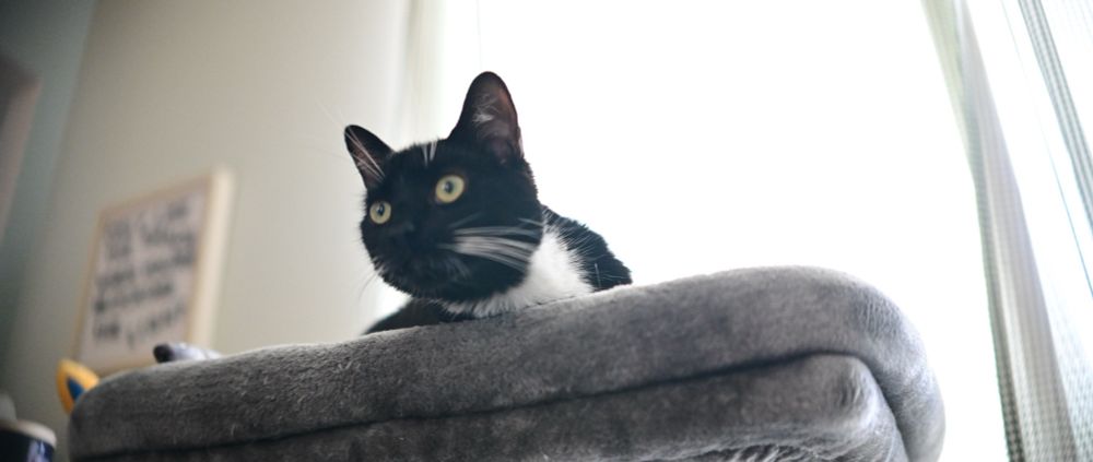 Picture of a cat looking attentively