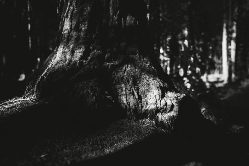 A close-up of a tree trunk in black and white, showcasing intricate textures and shadows, with a dark forest background.