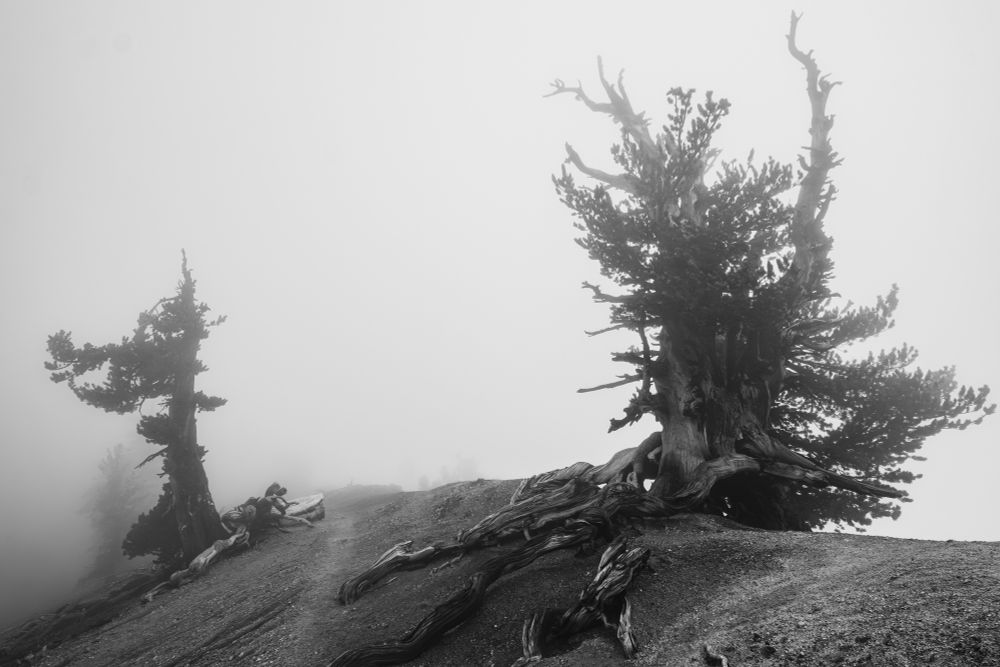 A misty landscape featuring two twisted trees on a rocky slope. The scene is in black and white, creating a mysterious and serene atmosphere.