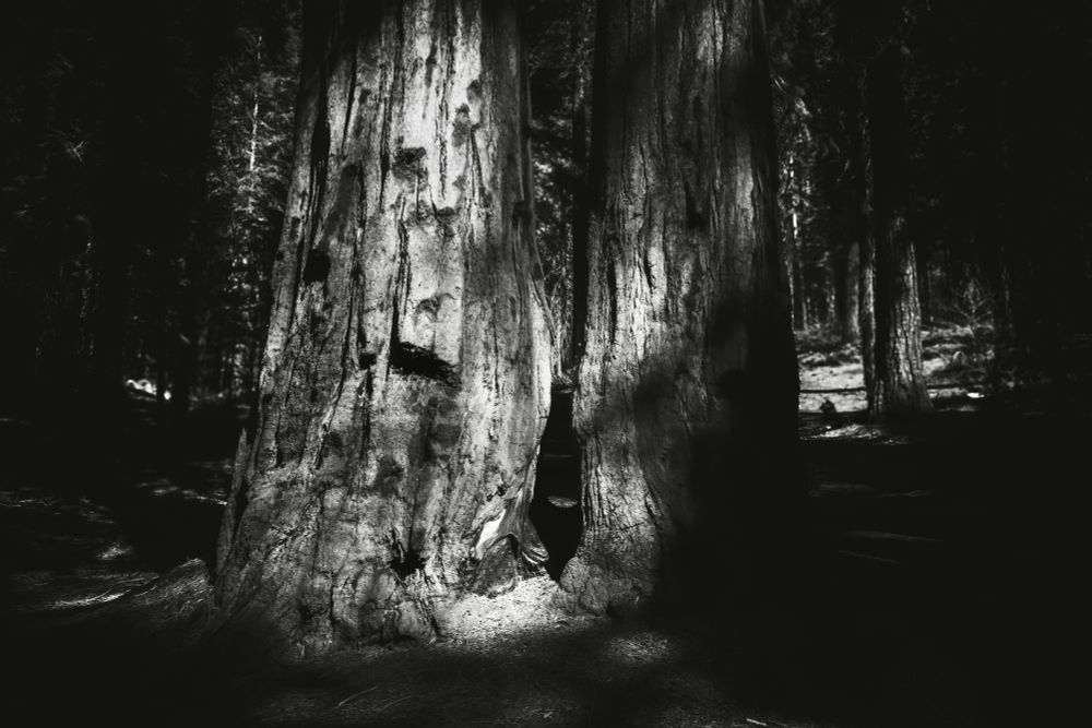 A dark, monochromatic image showing two large trees with textured bark, standing closely together in a forest. Light filters through, creating strong contrasts and shadows. The background features more trees, adding to the serene, wooded atmosphere.