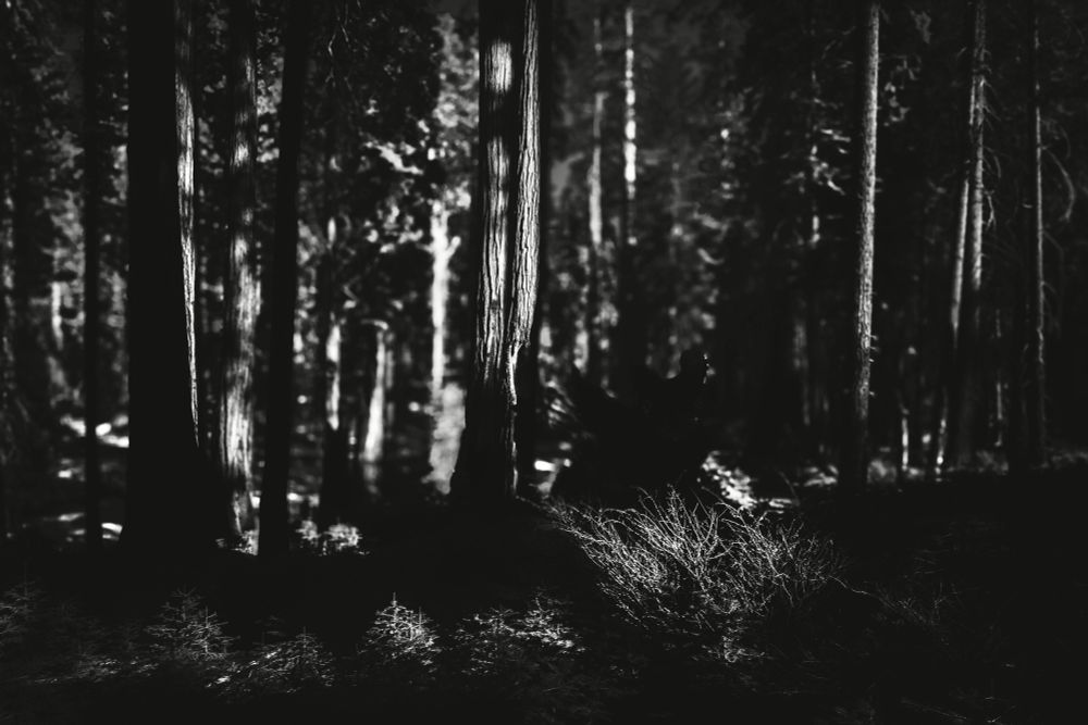 A dark forest scene featuring tall trees contrasted against shadows, with faint light illuminating the ground and underbrush. The image has a black and white filter, enhancing the moody atmosphere.