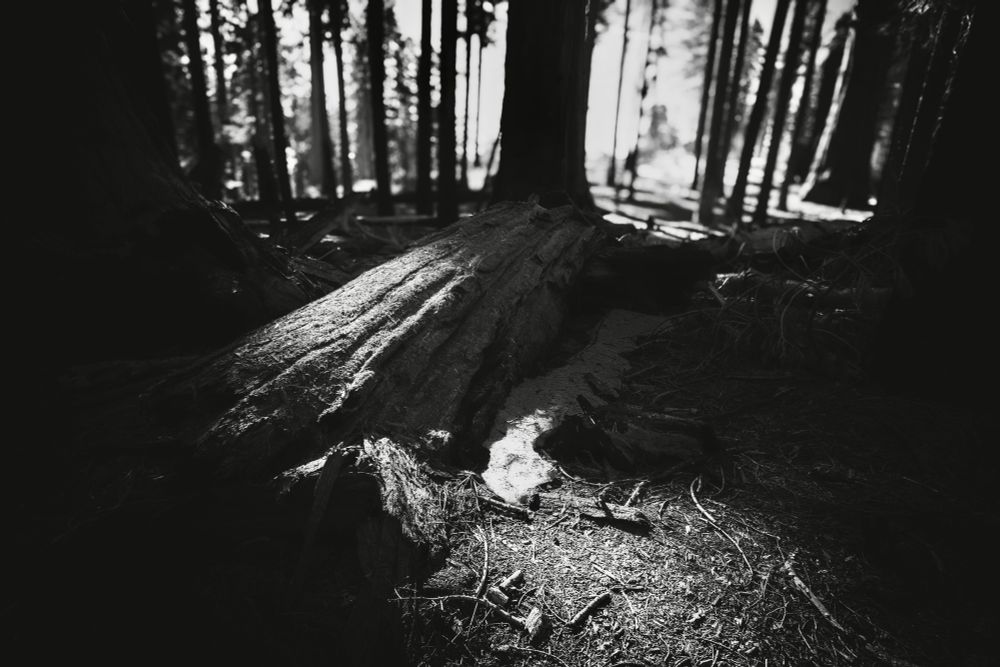 A close-up view of a damp log partially illuminated in a dark forest, surrounded by fallen branches and forest floor debris. Tall trees create a shadowy backdrop. The image is in black and white.