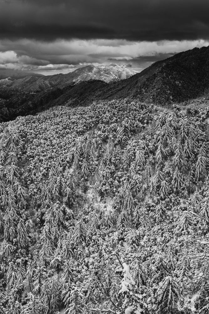 A black and white landscape image featuring a snow-covered forest. The scene captures dense trees blanketed in snow, with mountainous terrain in the background under a dramatic sky filled with dark clouds.