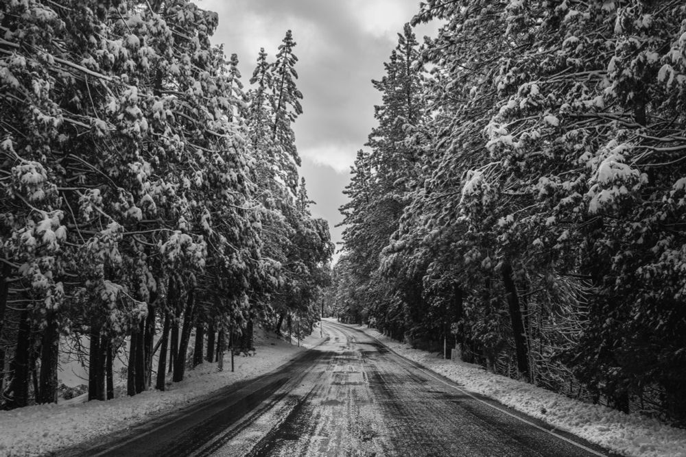 A snow-covered road winds through tall, pine trees. The scene is depicted in black and white, capturing a serene winter landscape with snow on branches and a cloudy sky above.