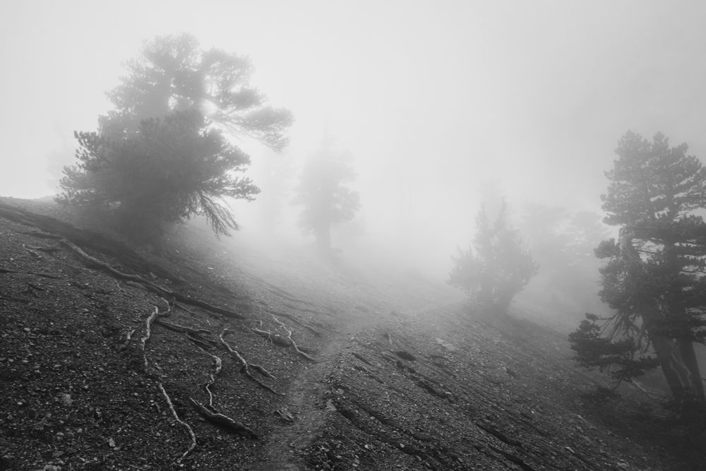 A misty, monochromatic landscape featuring silhouetted trees on a sloping hillside. The scene includes exposed roots and a winding path, creating a moody atmosphere.