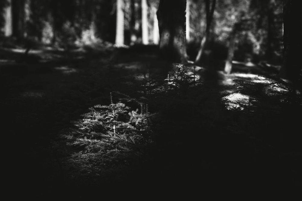 A partially illuminated forest floor with dark shadows and soft highlights on trees and underbrush, presented in black and white.
