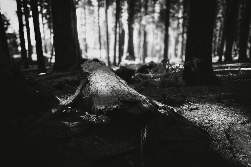 A black and white photograph depicting a forest scene. A fallen log lies in the foreground, surrounded by scattered branches and pine needles, with tall trees in the background casting shadows. Soft light filters through the trees, creating a moody ambiance.