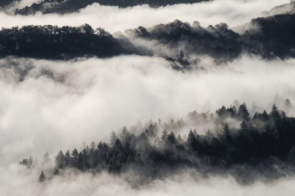 A misty landscape featuring layers of fog rolling over a forested area, with dark tree silhouettes emerging from the white mist.