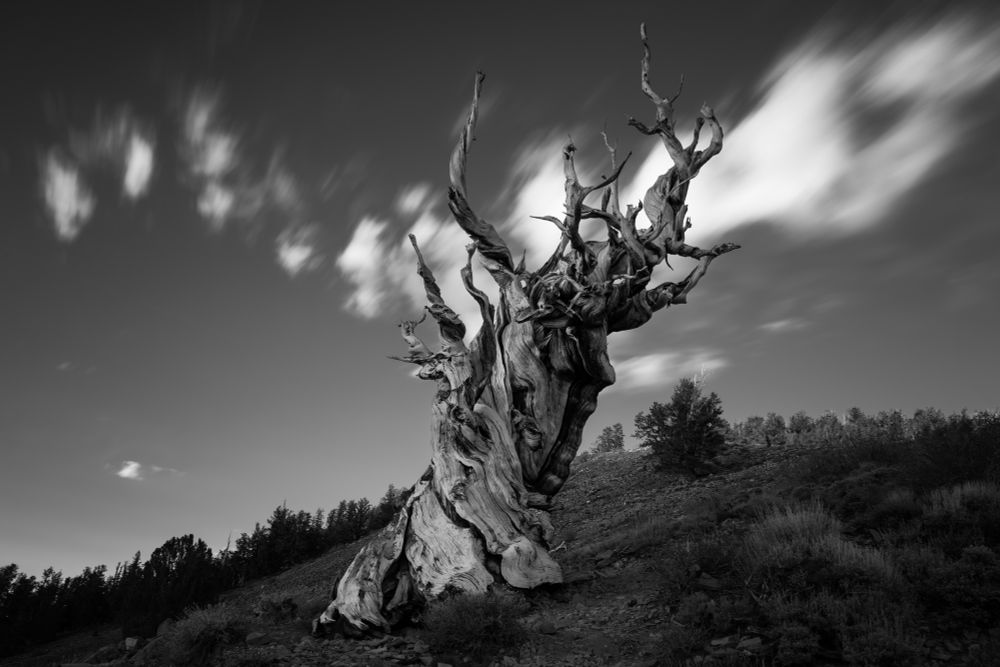 A gnarled, ancient tree stands prominently against a dramatic sky, with twisting branches and a rugged, textured trunk. The scene is presented in black and white, emphasizing the tree's unique shape and the blurred clouds above. A backdrop of distant trees.