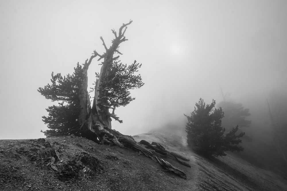 A misty landscape featuring a gnarled tree with exposed roots, surrounded by mist and a few smaller trees in the background. The image is in black and white, enhancing the moody atmosphere.