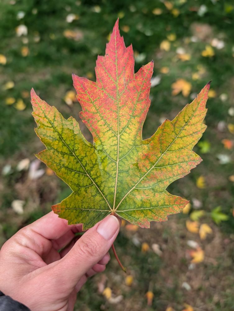 Maple leaf in someone's hand holding it at the stem. Red, yellow and green leaf. Beautiful. Background is grass dotted with blurred maple leaves. 