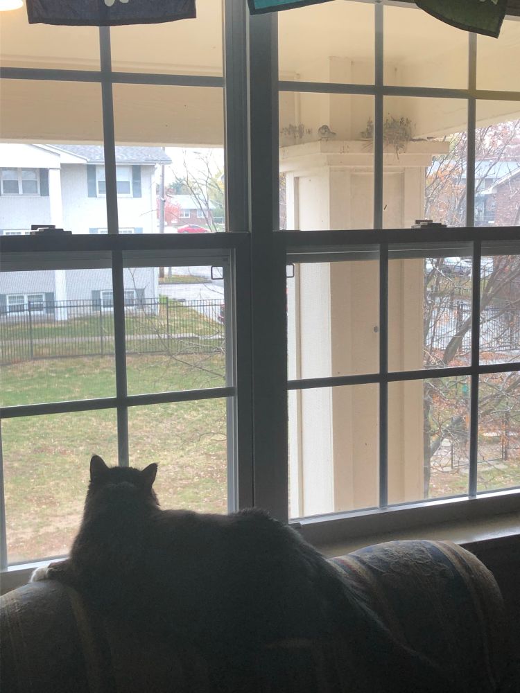 Calliope is on the back of a sofa which is against a window overlooking a small, empty dog park. Outside of the window is a small platform on the top of a column, with a bird’s nest and small, sparrow-type bird next to the nest. Calliope is looking up at the bird with great intensity.