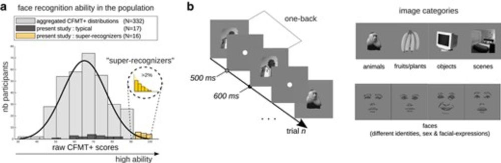 Decoding face recognition abilities in the human brain