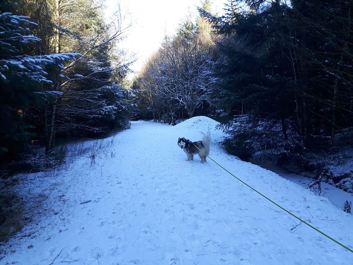 A white-faced, grey-and white husky stands sideways to camera looking back at the camera. She is standing on a forest track leading away from the camera, covered in snow to a depth of around 8cm. The snow is pockmarked by many footprints, both human and animal. On either side are dense pine trees whitened by snow. The trees are dark shapes sprinkled with white, like two rows of damp bristle brushes dusted with icing sugar.