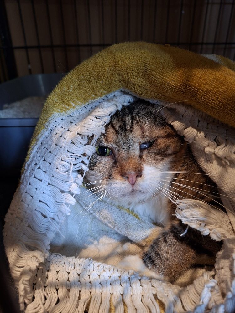 Un chat tigré et blanc dans une serviette jaune à franges.
Son oeil gauche est mort (mais heureusement, ça ne se voit pas trop sur la photo).