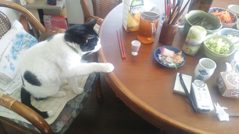 椅子に座りながらテーブルの上に前足をかける猫。