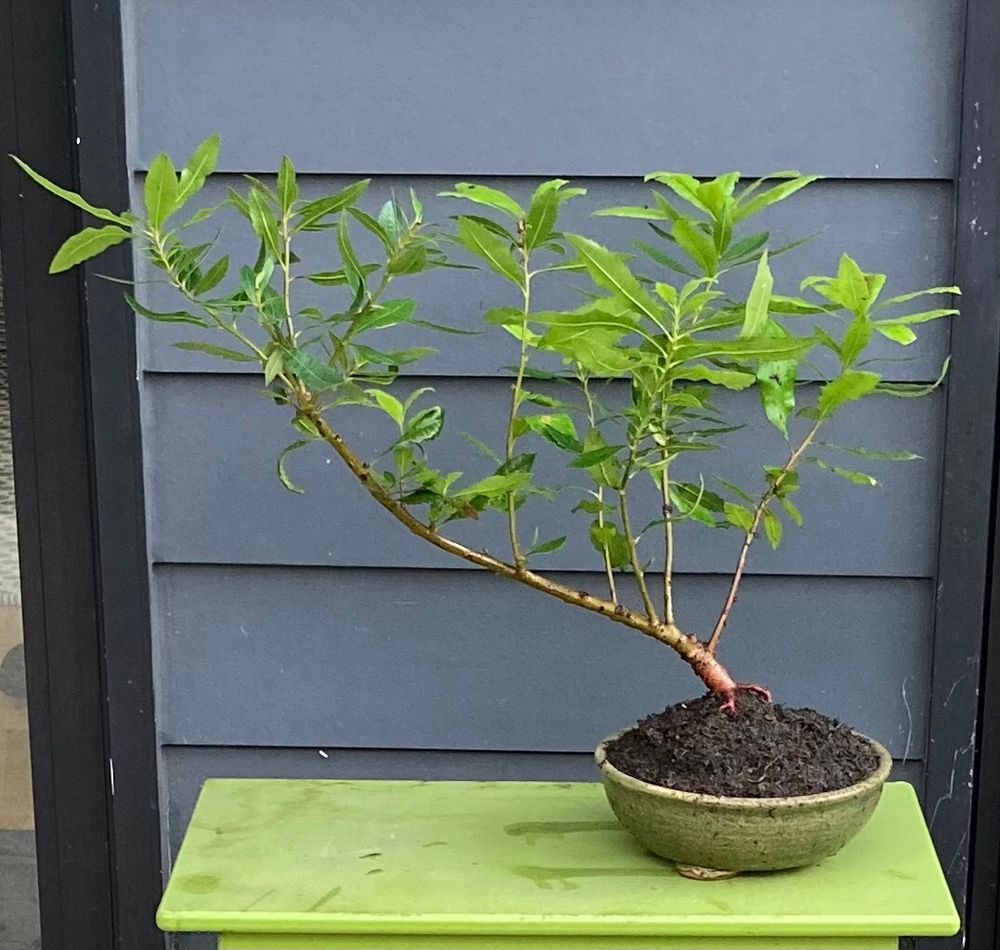 Morella californica bonsai, broadleaf evergreen slanting left in round green Bruning pot, grey background Pacific Wax Myrtle 
