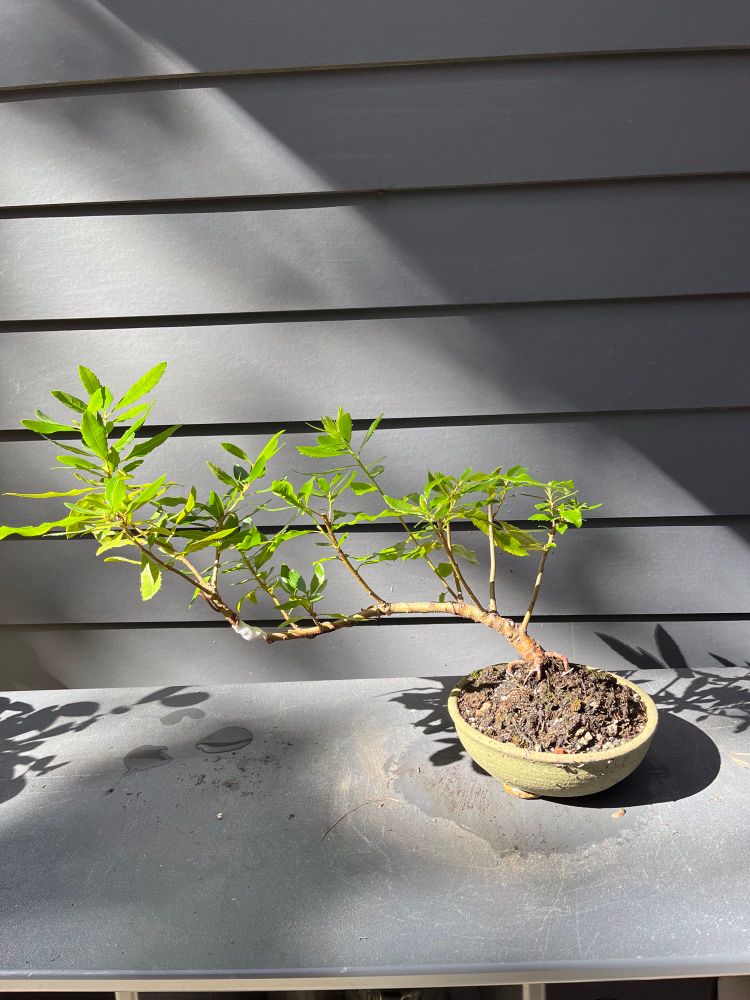 Morella californica bonsai, broadleaf evergreen slanting left in round green Bruning pot, grey background Pacific Wax Myrtle 