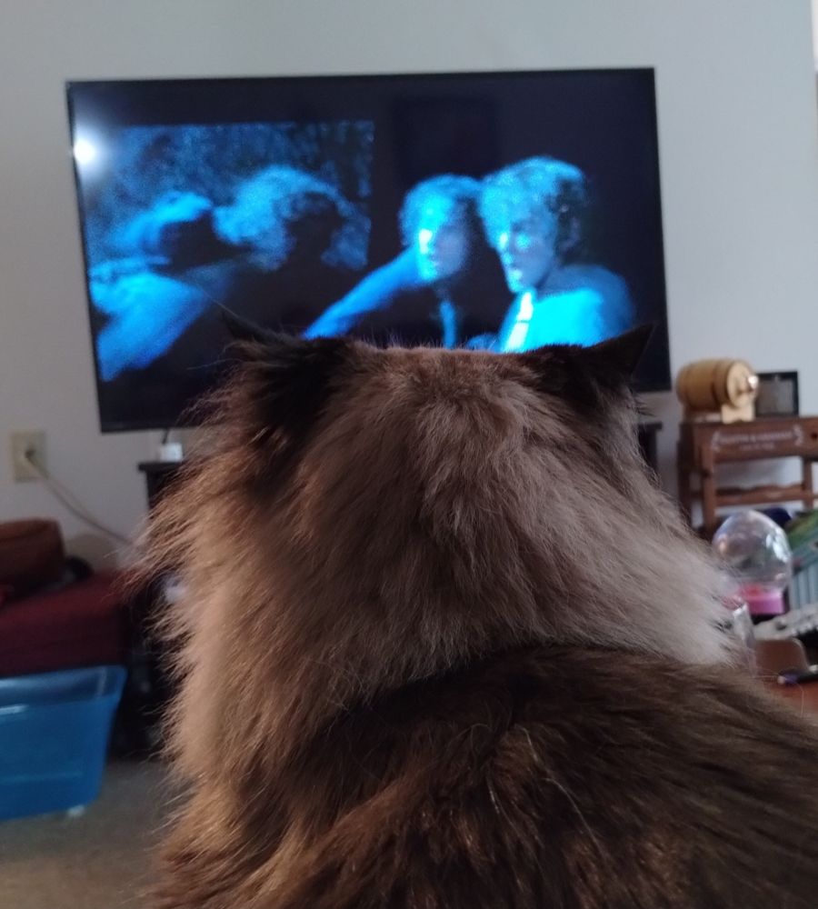 The back of a cat's head, which is watching Lord of the rings fellowship of the ring