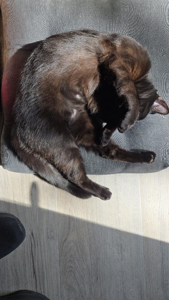 Photo of a happy black, short-haired cat laying in the sun on a cushion. The cat has a blend of chocolate browns and black from the sun hitting it, and she has her paw over her face in a display of unreasonable cuteness.